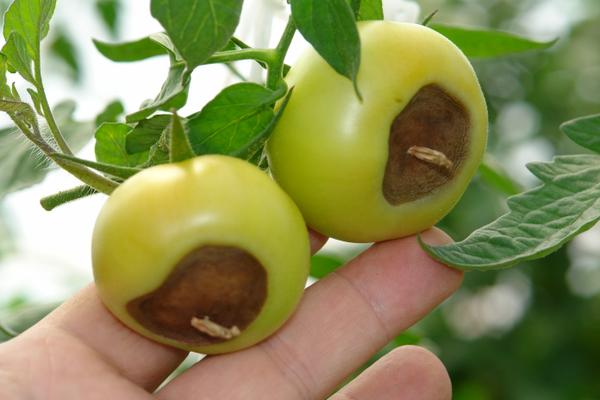 green tomatoes with brown rotted spots on bottom